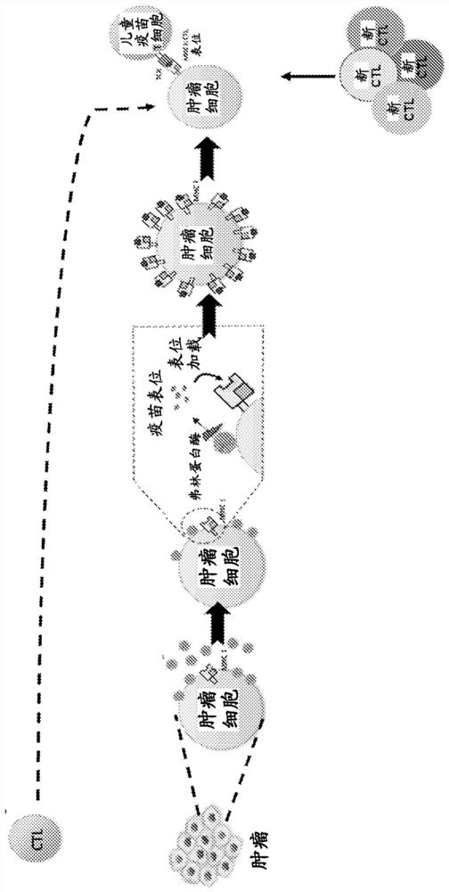 Conjugated virus-like particles and uses thereof as Anti-tumor immune redirectors