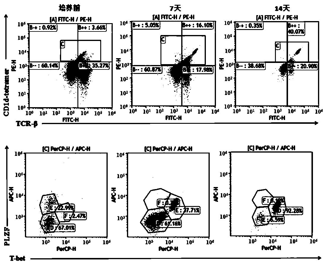 A method for directional induced expansion of thymus-derived inkt cells