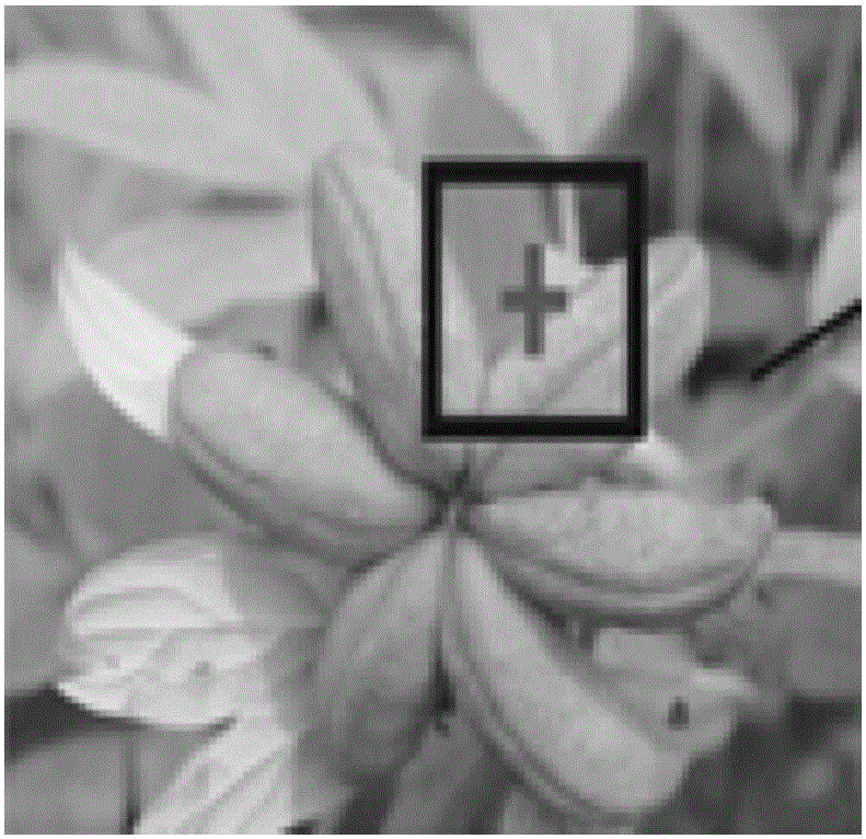 Oil peony fruit image identification method based on stress