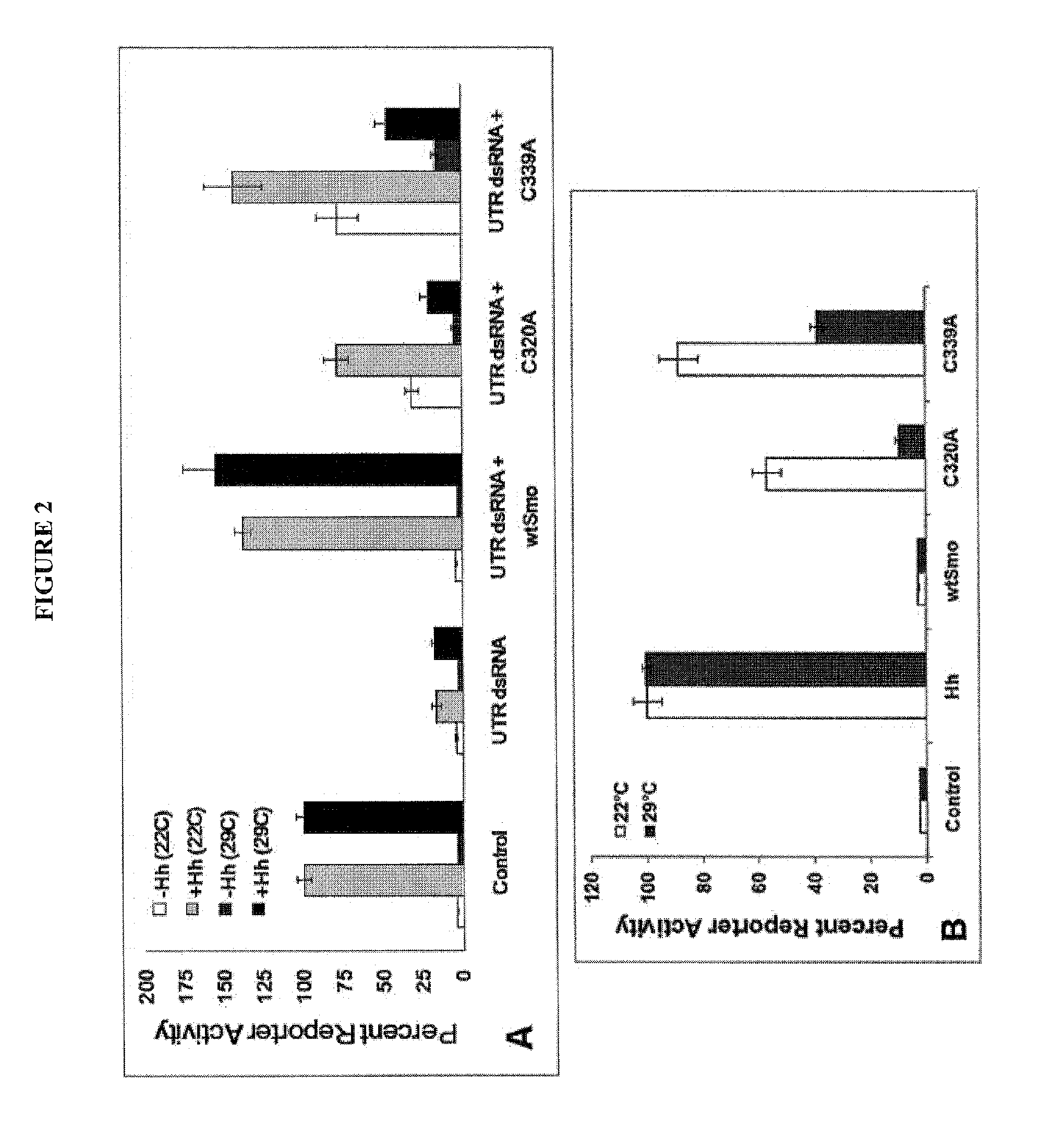 Use of Small Molecule Unfolder Protein Response Modulators to Treat Tumors With Active Sonic Hedgehog (SSH) Signaling Due To Smoothened (SMO) Mutation