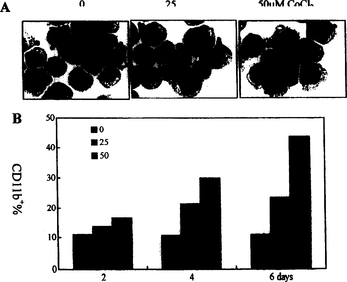 Use of CoCl#-[2] in preparation of drug for treating leukemia