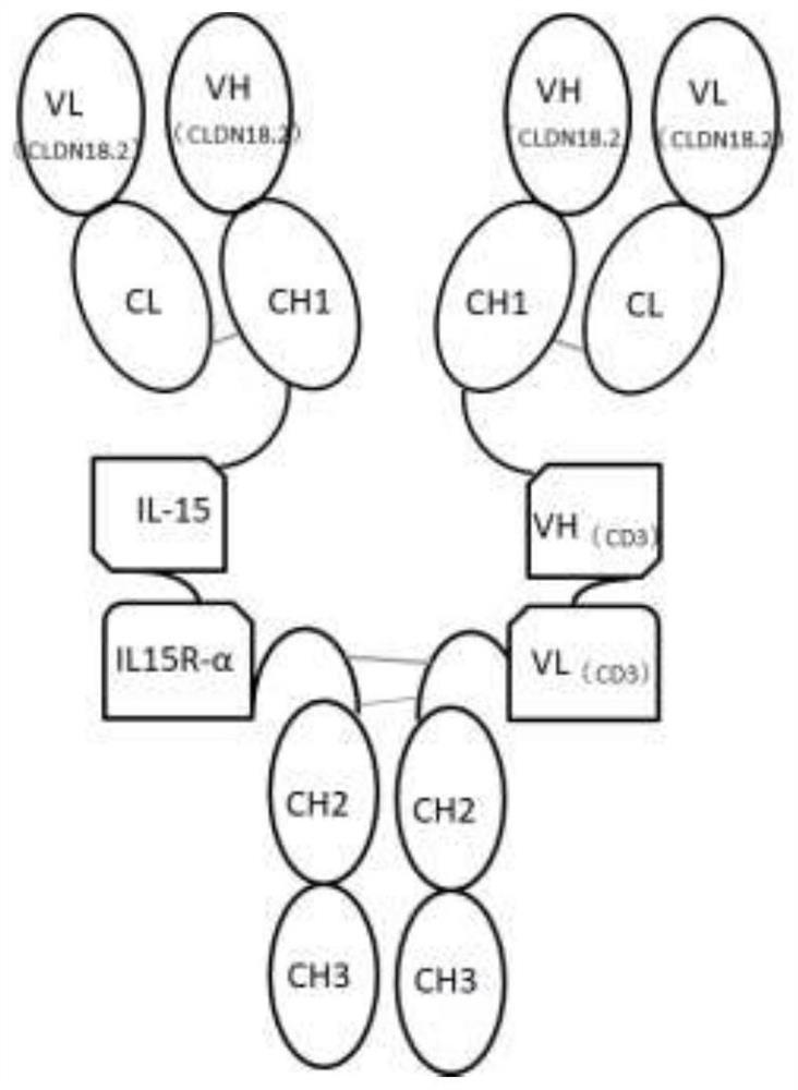 Multifunctional fusion protein and application thereof