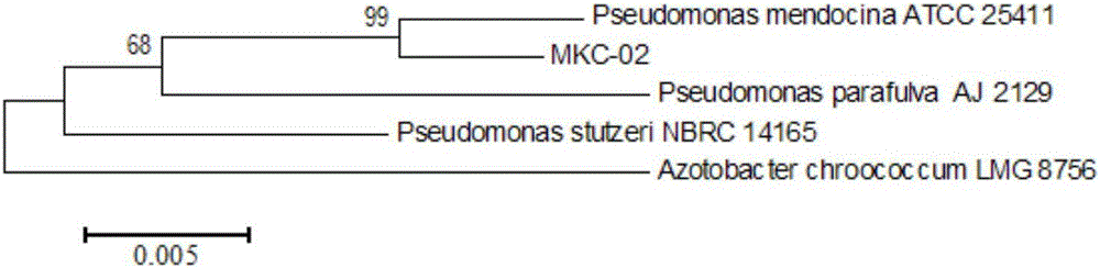 Pseudomonas mendocina MKC-02 strain and application of pseudomonas mendocina MKC-02 strain to waste water denitrification