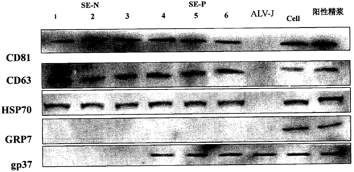 Method for blocking vertical transmission of avian leukosis virus and application of method