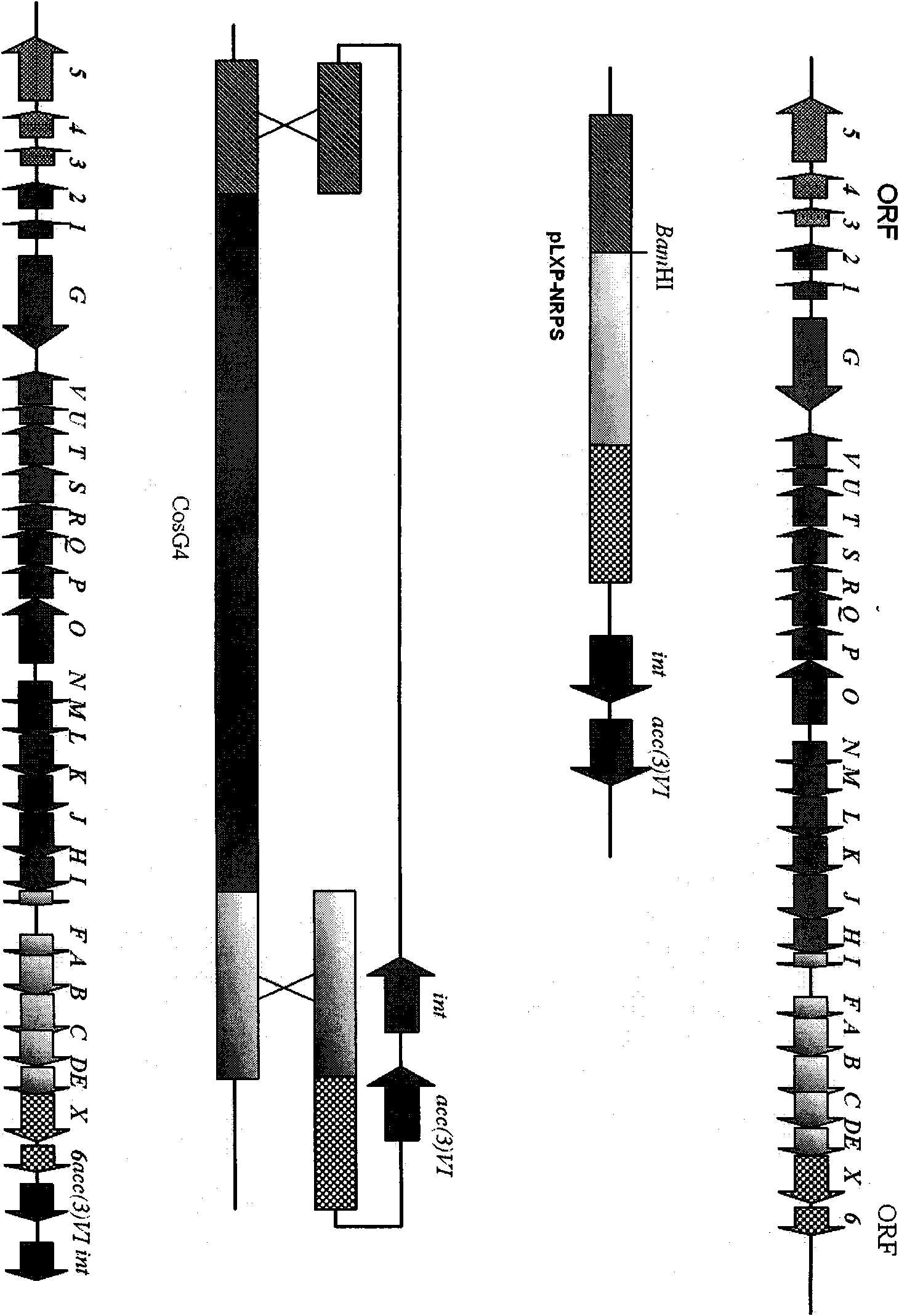 Recombinant streptomyces ansochromogenes, preparation method thereof and use thereof