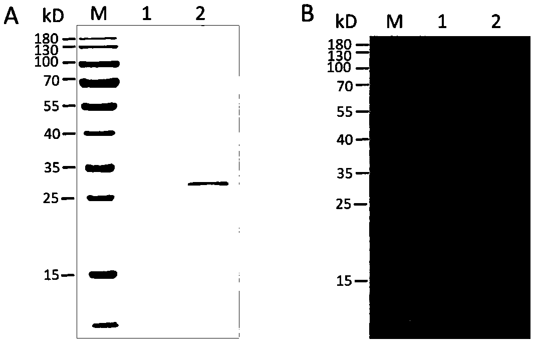 Quantitative detection method for porcine circovirus type II virus-like particles