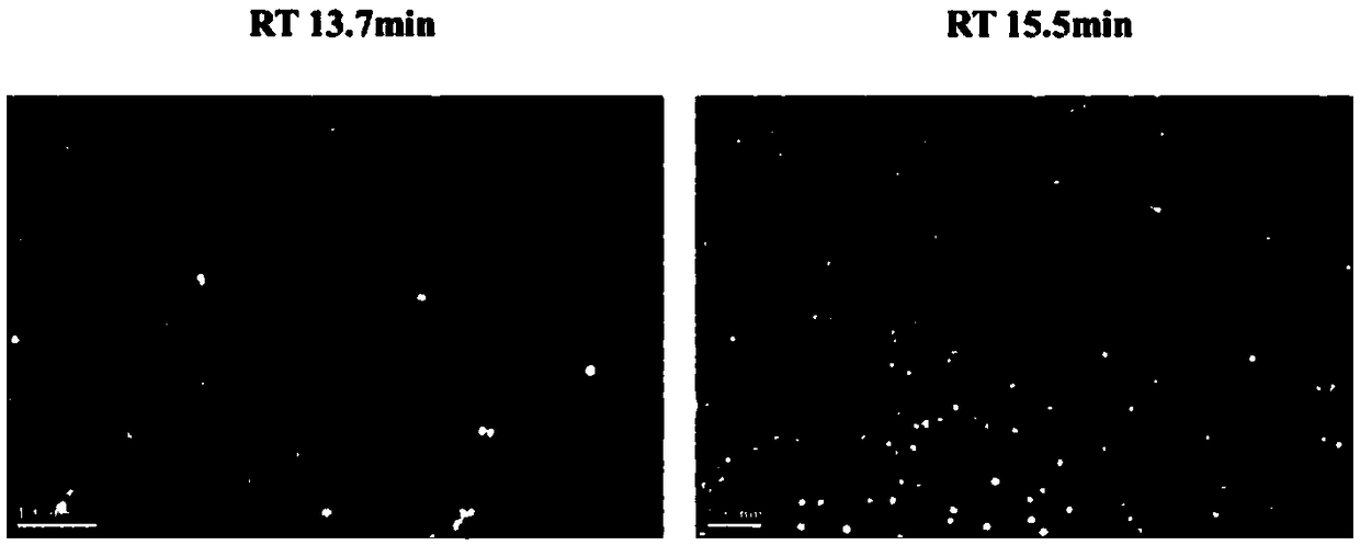 Quantitative detection method for porcine circovirus type II virus-like particles