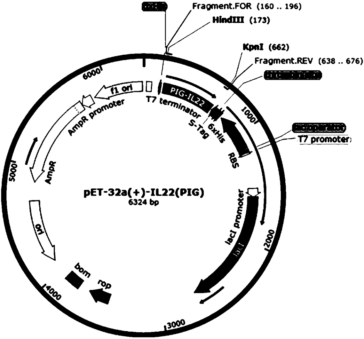 High-efficient expression of recombined swine IL 22 in escherichia coli and its application