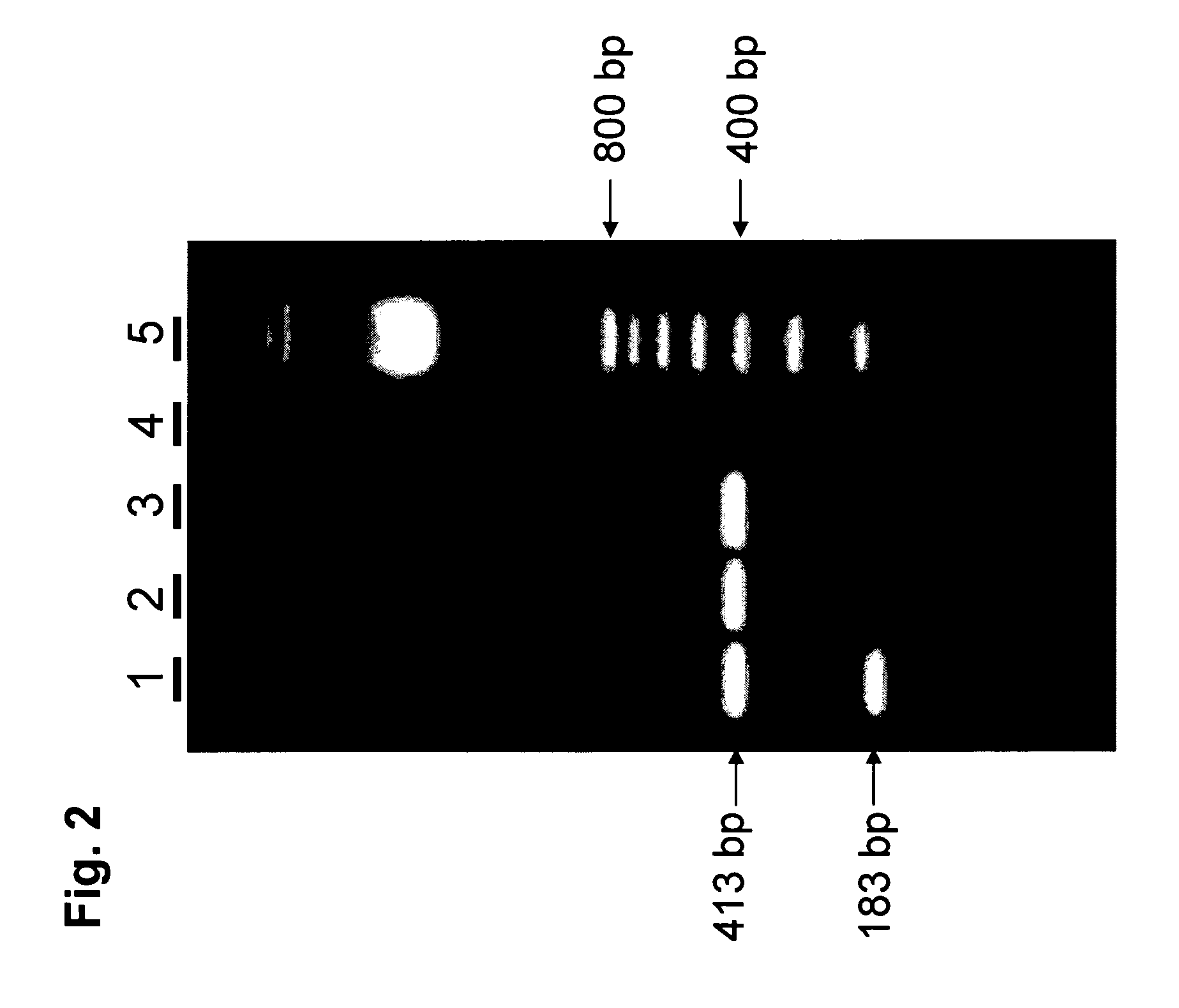 Elite Event A2407-12 and Methods and Kits for Identifying Such Event in Biological Samples