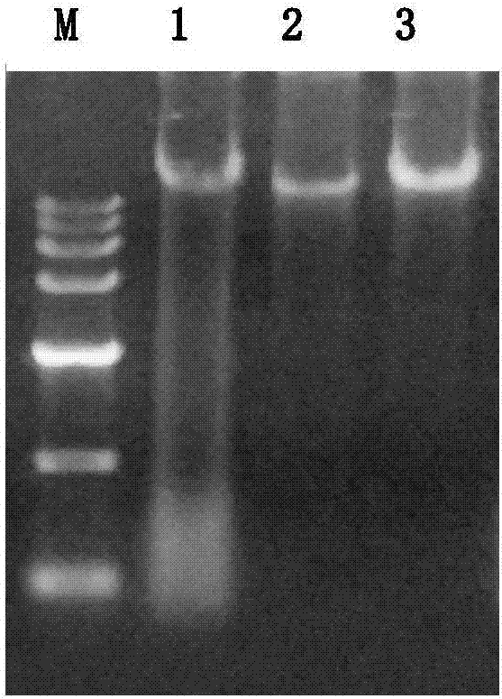 Extraction method for soil microorganism metagenome DNA and corresponding kit