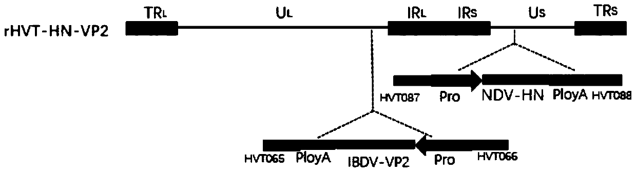 Construction and application of a kind of HVT co-expressing ndv HN and IBDV VP2 genes