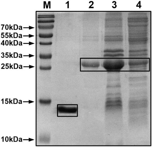 Chimeric bivalent blood-pressure-reduction vaccine for human vascular smooth muscle cell L-type calcium channels and angiotensin 1-type receptors and application thereof