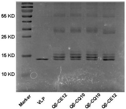 Chimeric bivalent blood-pressure-reduction vaccine for human vascular smooth muscle cell L-type calcium channels and angiotensin 1-type receptors and application thereof