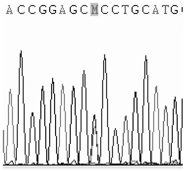 CYP2C9 gene segment containing 1009C&gt;A mutation, protein segment coded by same and application thereof