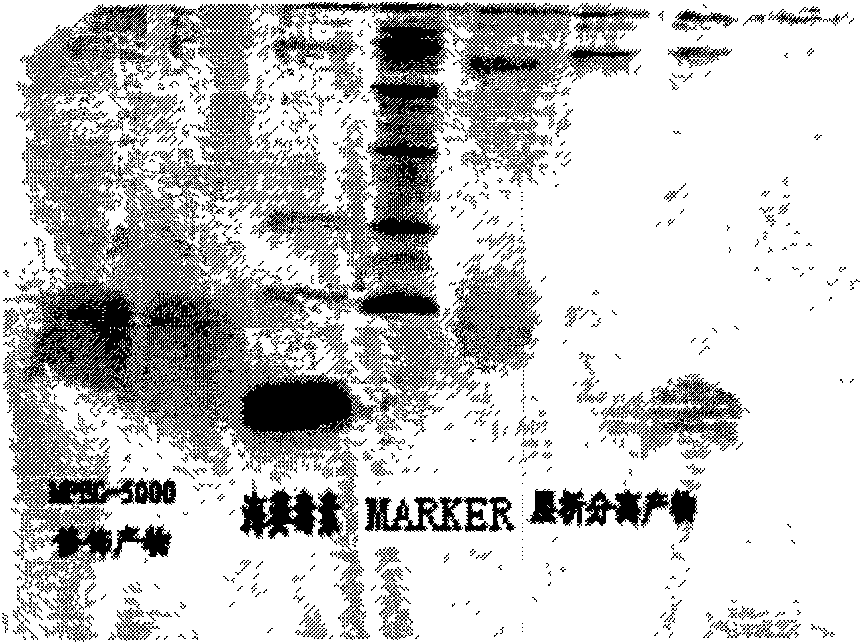 Modified product of reconstructed sea-anemone neurotoxin rhk2a, modifying method and application thereof