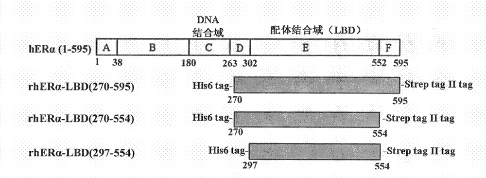 Recombined human estrogen Alpha receptor ligand binding domain protein as well as preparation and application thereof