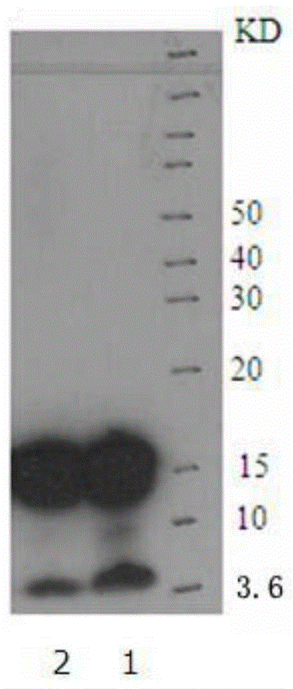 Beta-amyloid 1-42 oligomer as well as preparation method and identification method therefor