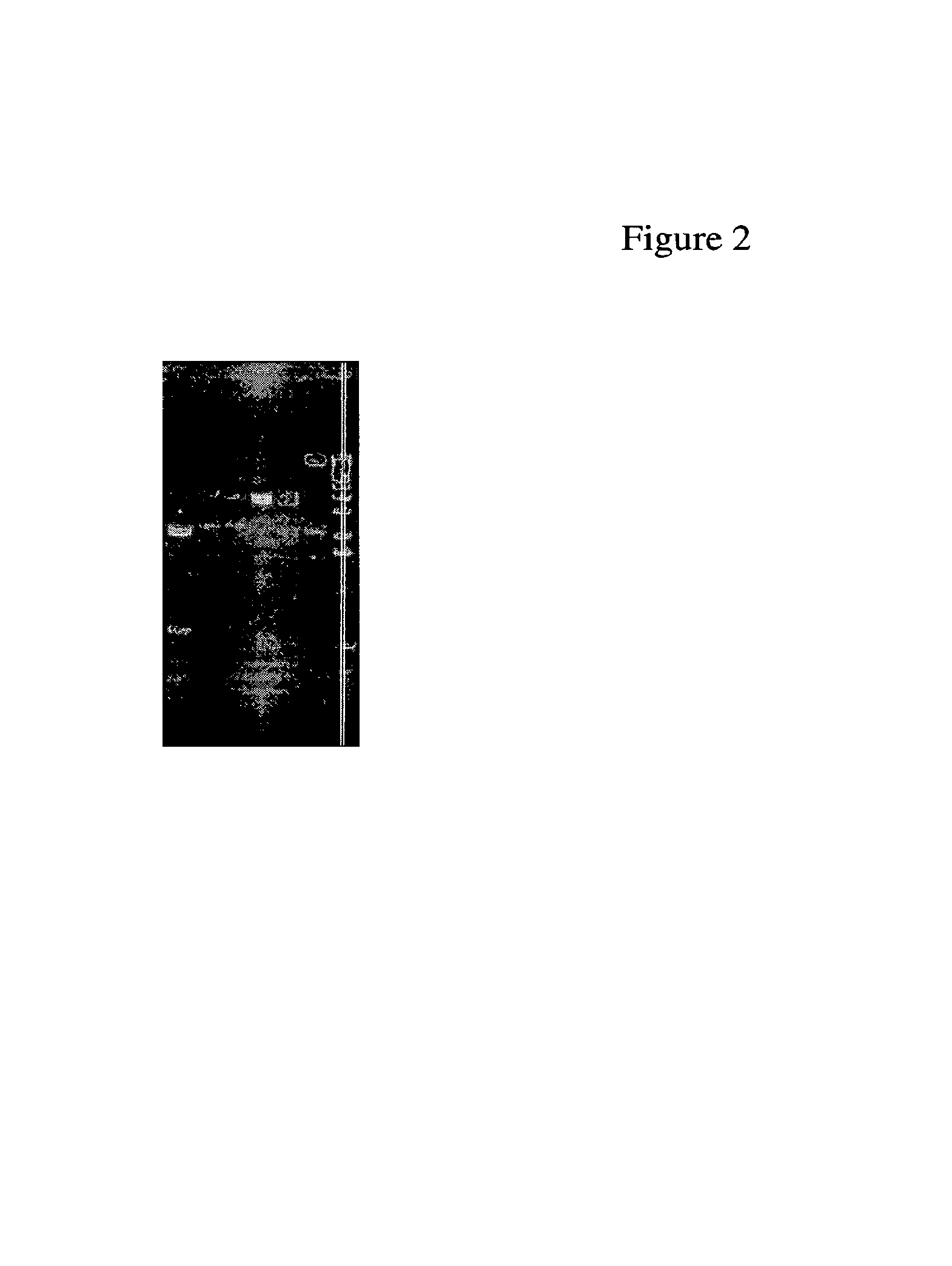 Antibiotic resistance free Listeria strains and methods for constructing and using same