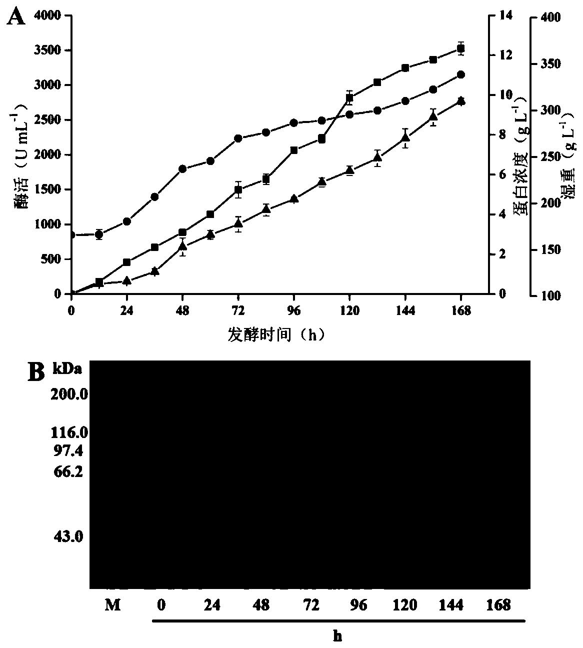 Application of Haloferula sp. beta-N-acetylhexosaminidase to synthesis of breast milk oligosaccharide