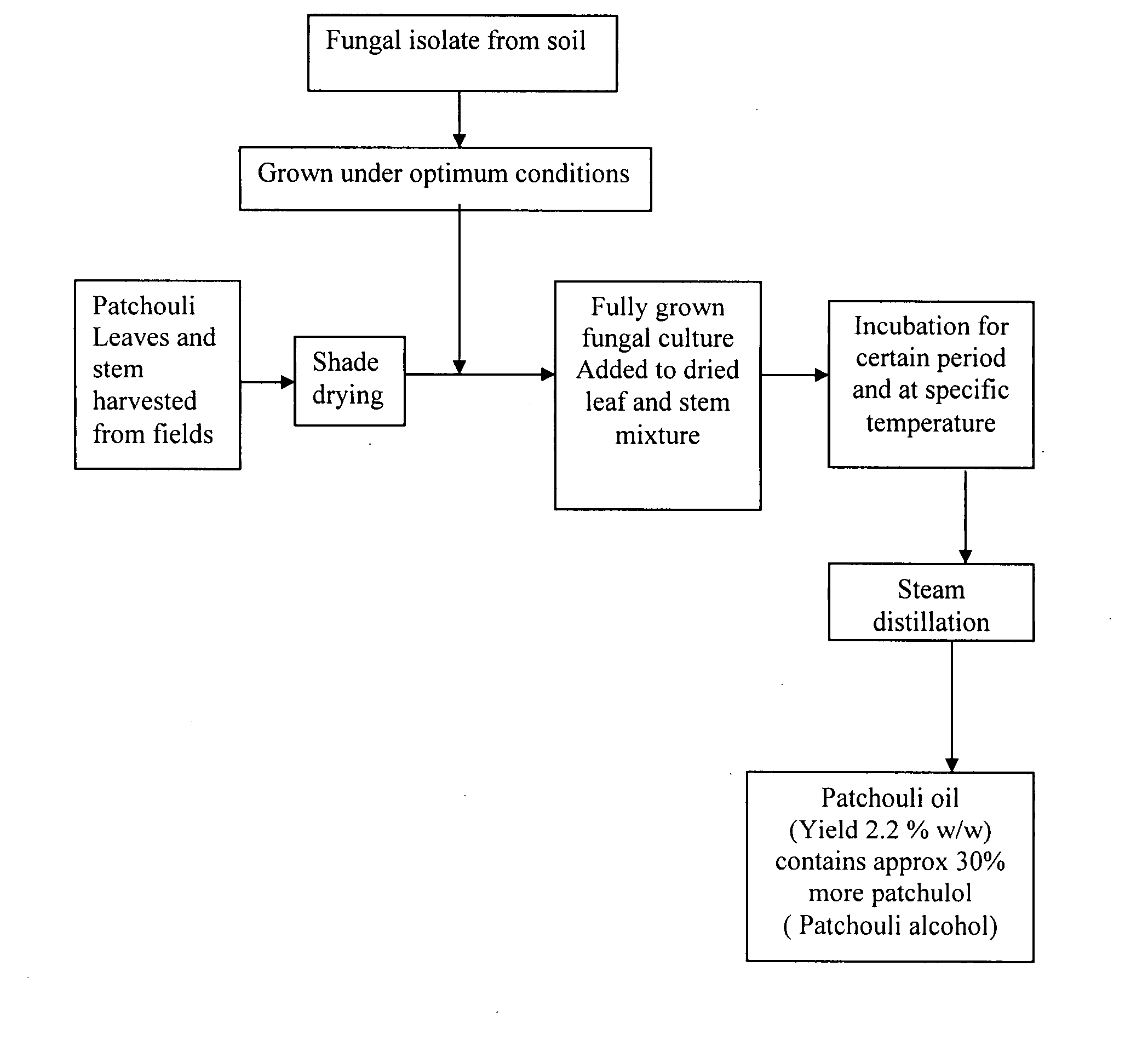 Process for increased patchulol content in essential oil of pogostemon cablin