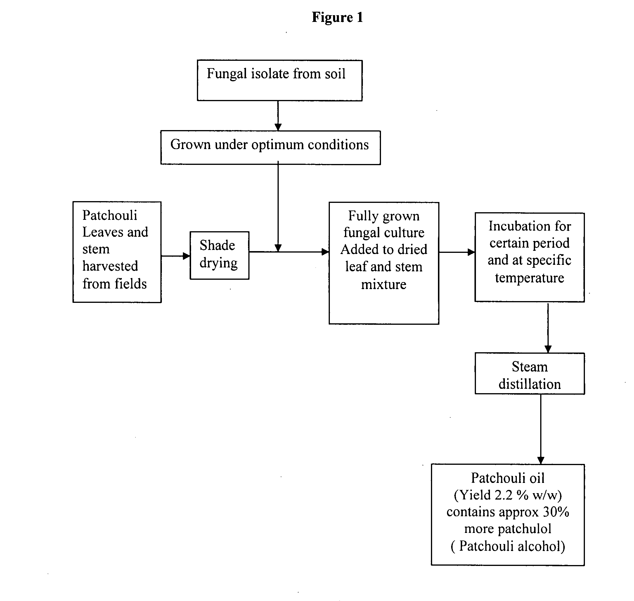 Process for increased patchulol content in essential oil of pogostemon cablin