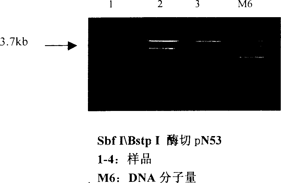 Construction process of pig serum albumin locus targeting vector for producing foreign protein