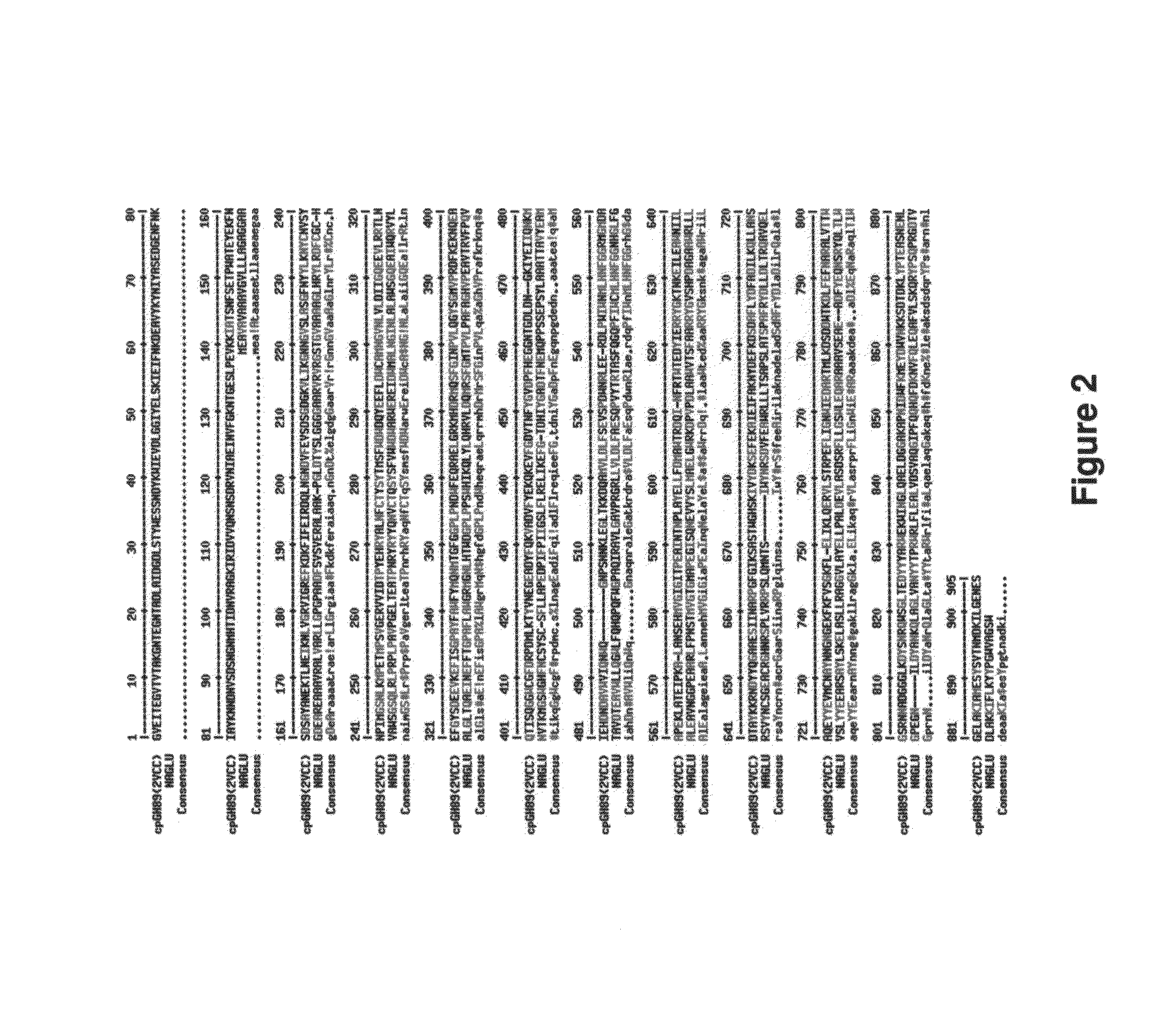 Crystal structure of human alpha-n-acetylglucosaminidase