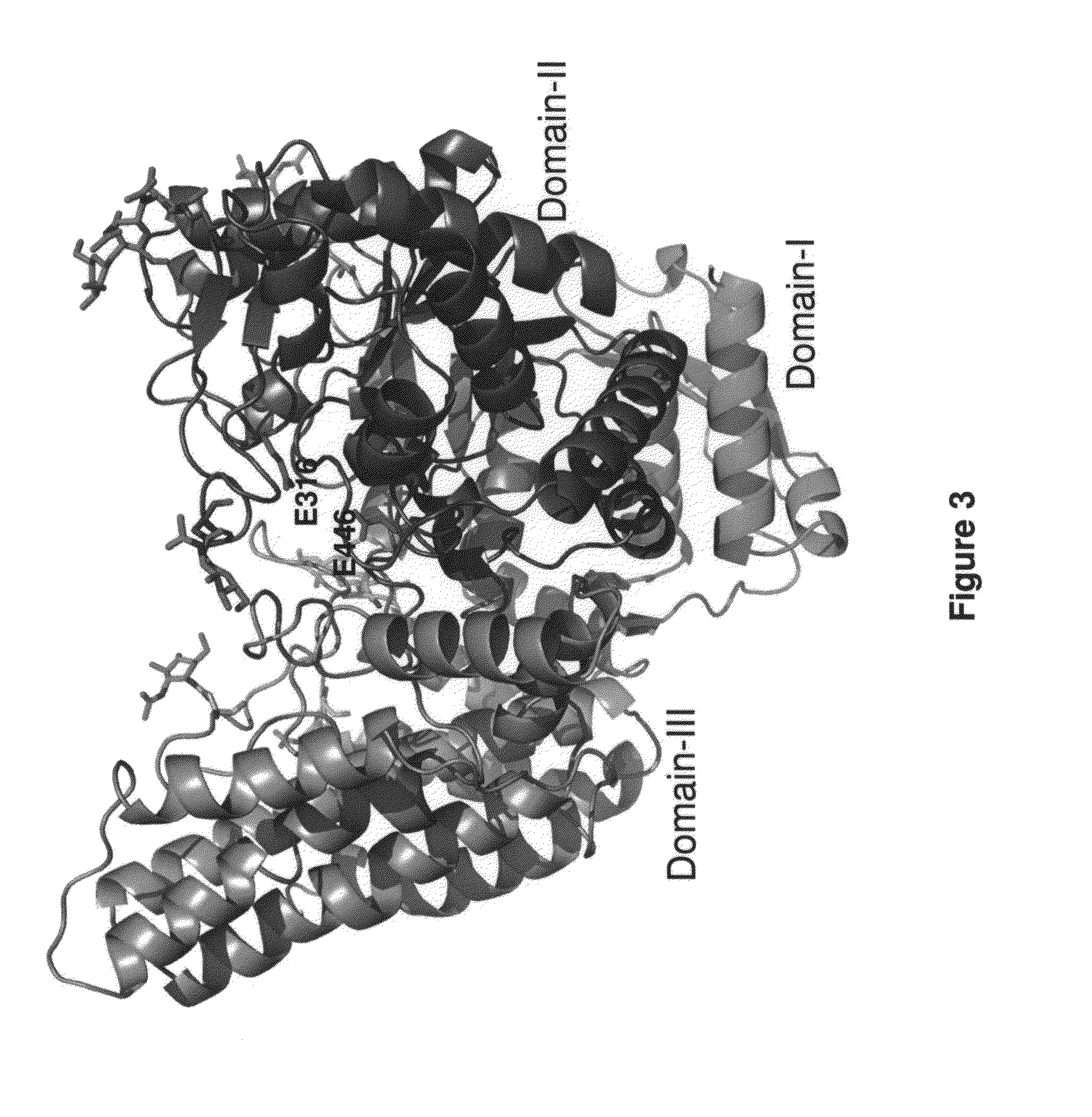 Crystal structure of human alpha-n-acetylglucosaminidase