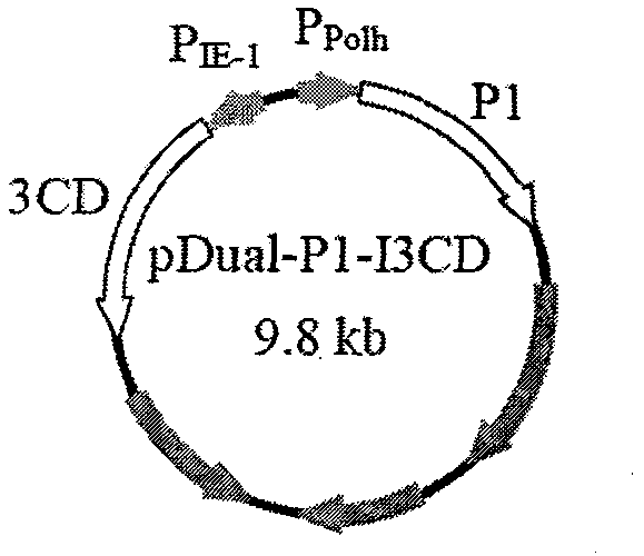 Method for preparing enterovirus virus-like particle and application thereof