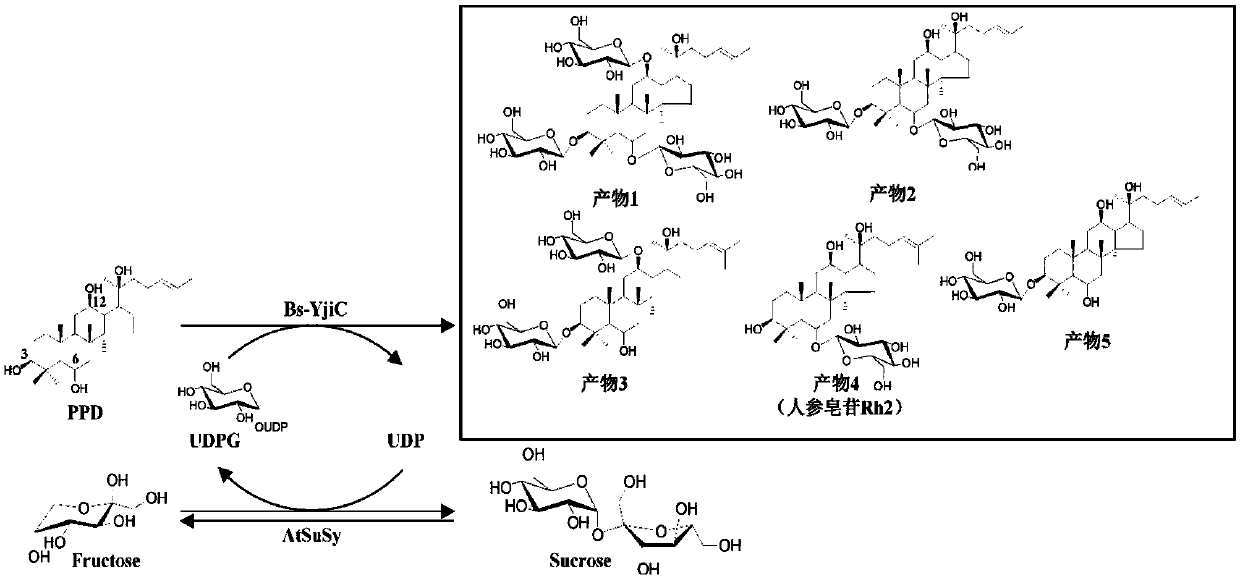 Methods for synthesizing natural and non-natural protopanaxatriol ginsenosides