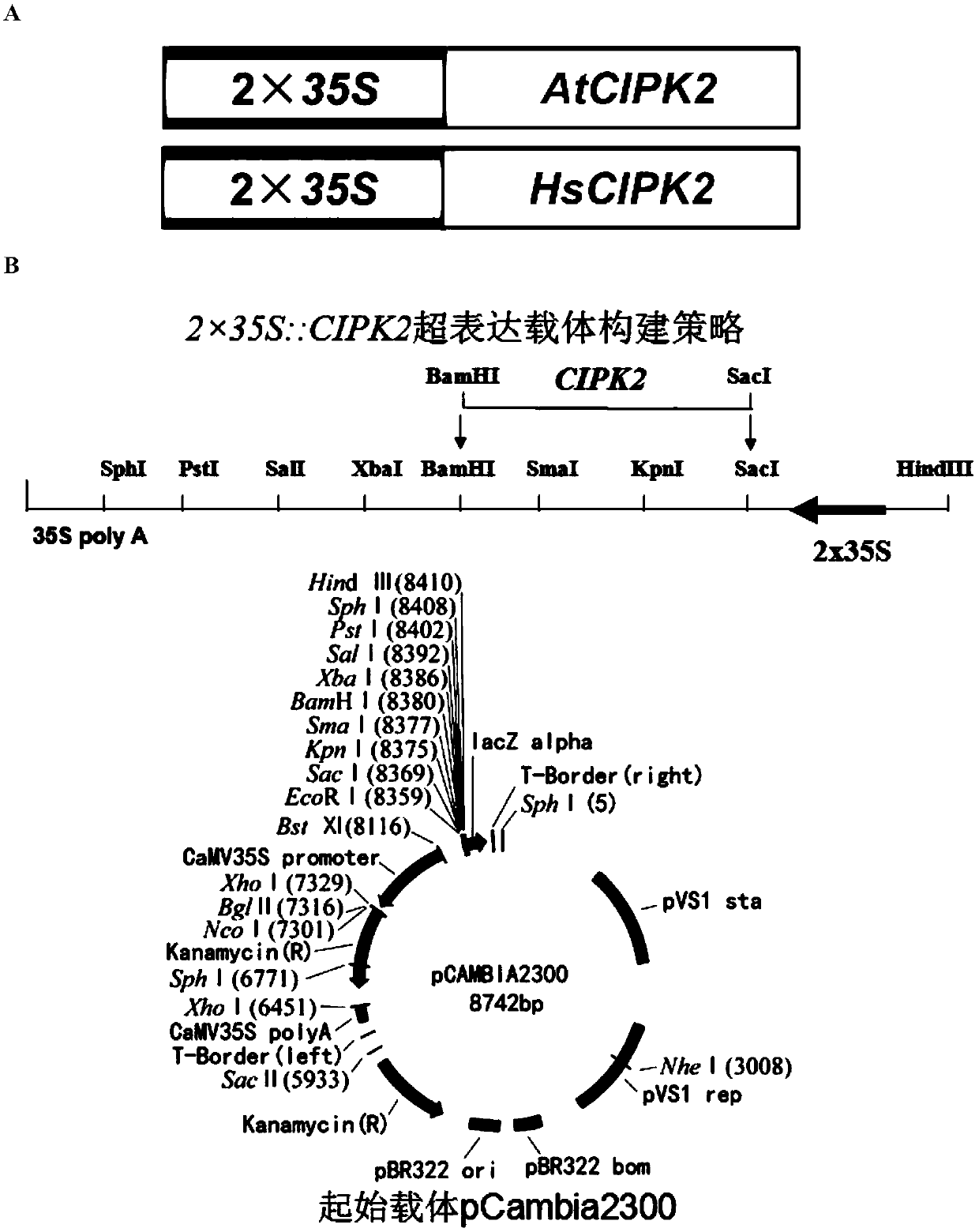 Application of CIPK2 to improvement of mercury resistance/tolerance ability of rice