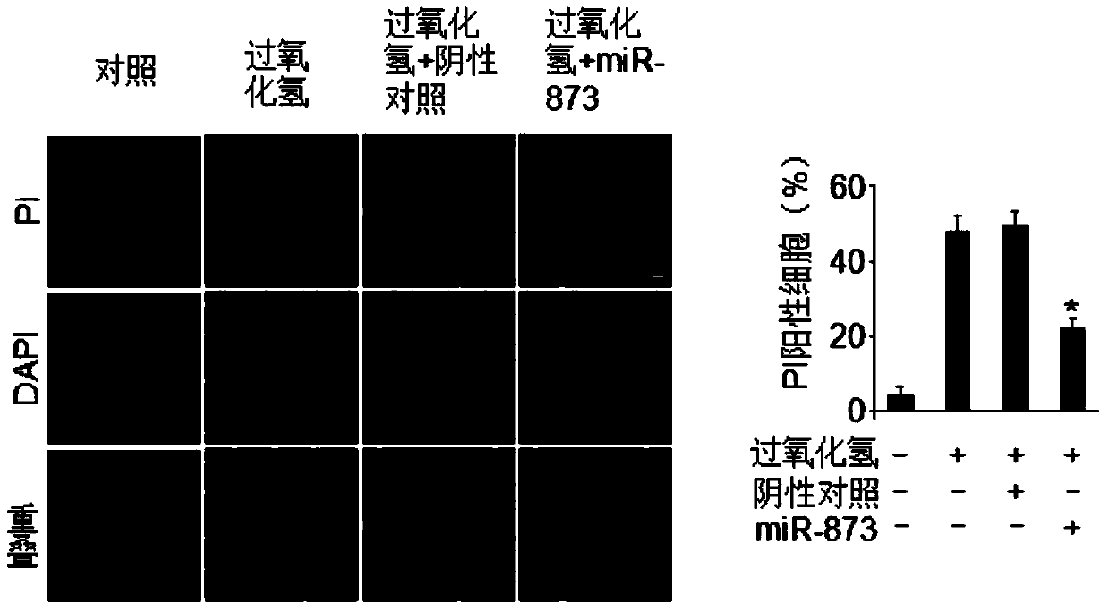 A pharmaceutical composition containing miRNA-873 and its application