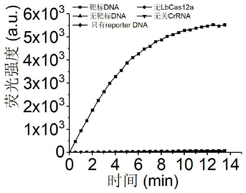 Visual virus detection method based on CRISPR-Cas12a system and application