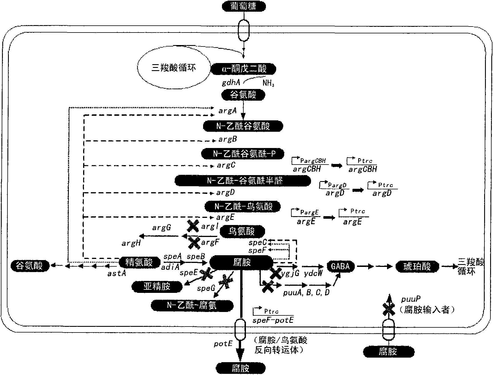 Mutant microorganism with high ability of producing putrescine and preparation of putrescine using same