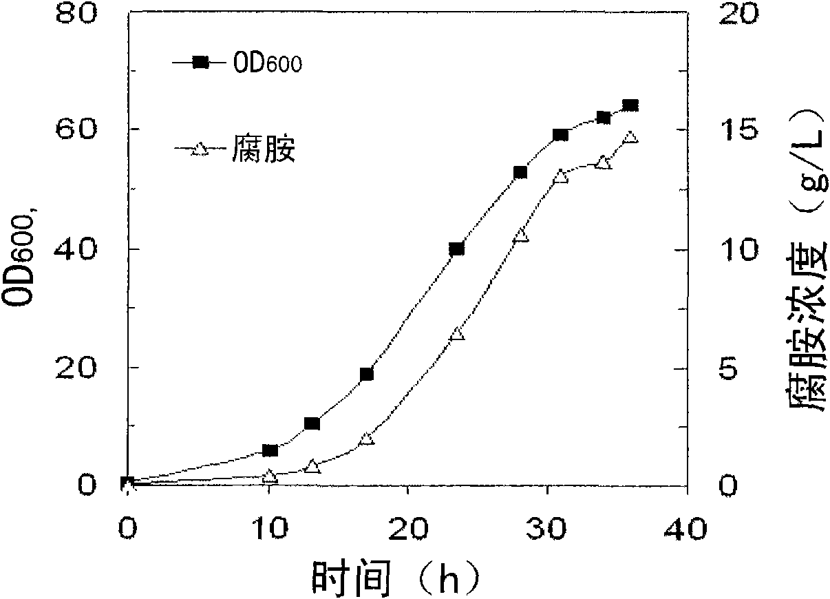 Mutant microorganism with high ability of producing putrescine and preparation of putrescine using same