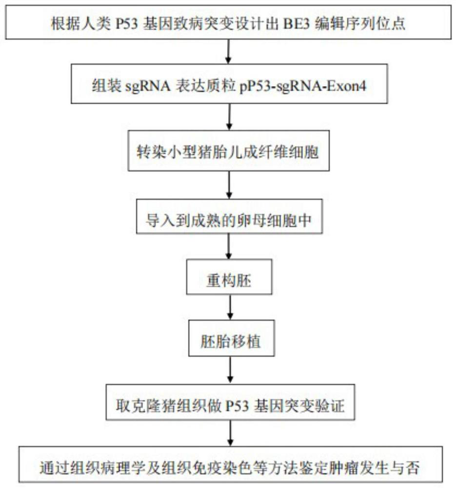 Method for obtaining small pig tumor disease model based on P53 gene ...