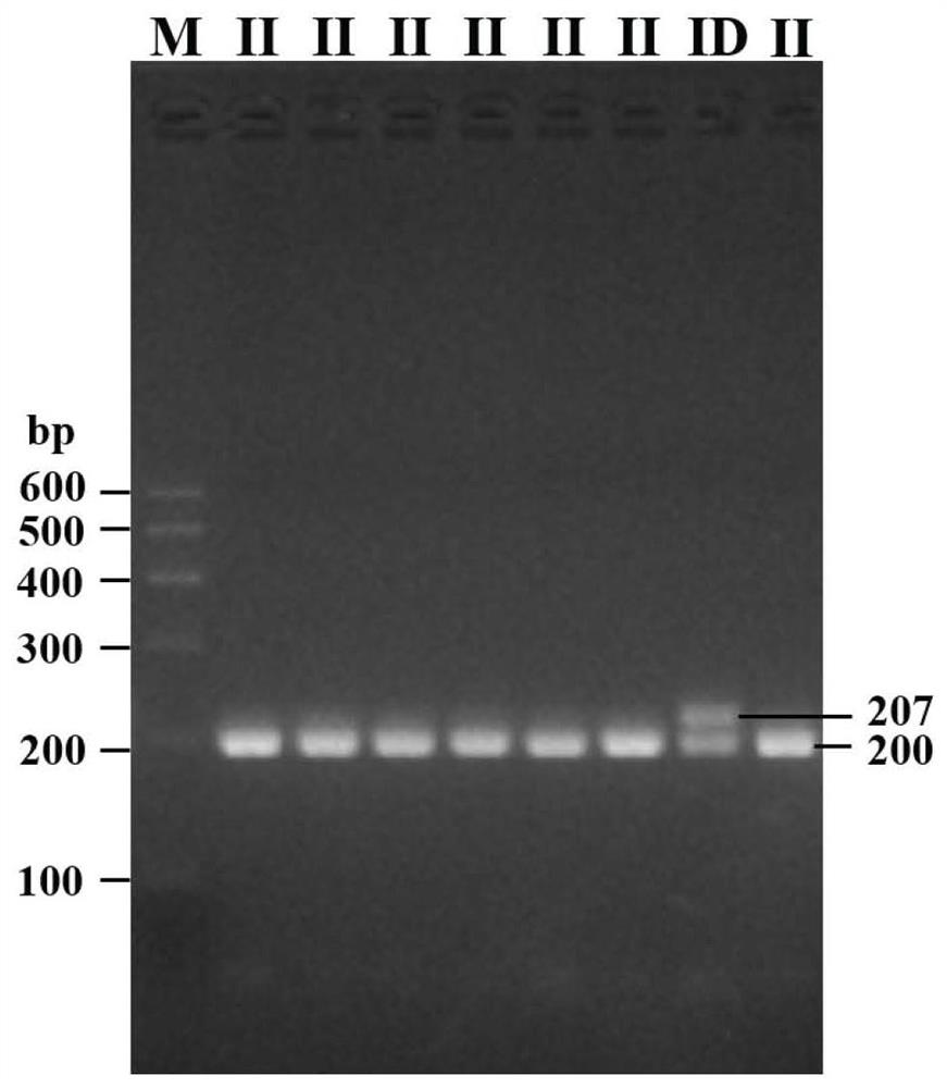 Application and method of sheep KDM3B gene insertion/deletion as early selection of reproductive traits