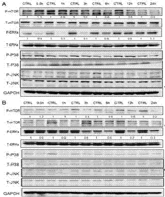 A kind of directional synthesis compound clcn and its application in anti-hepatocellular carcinoma drugs