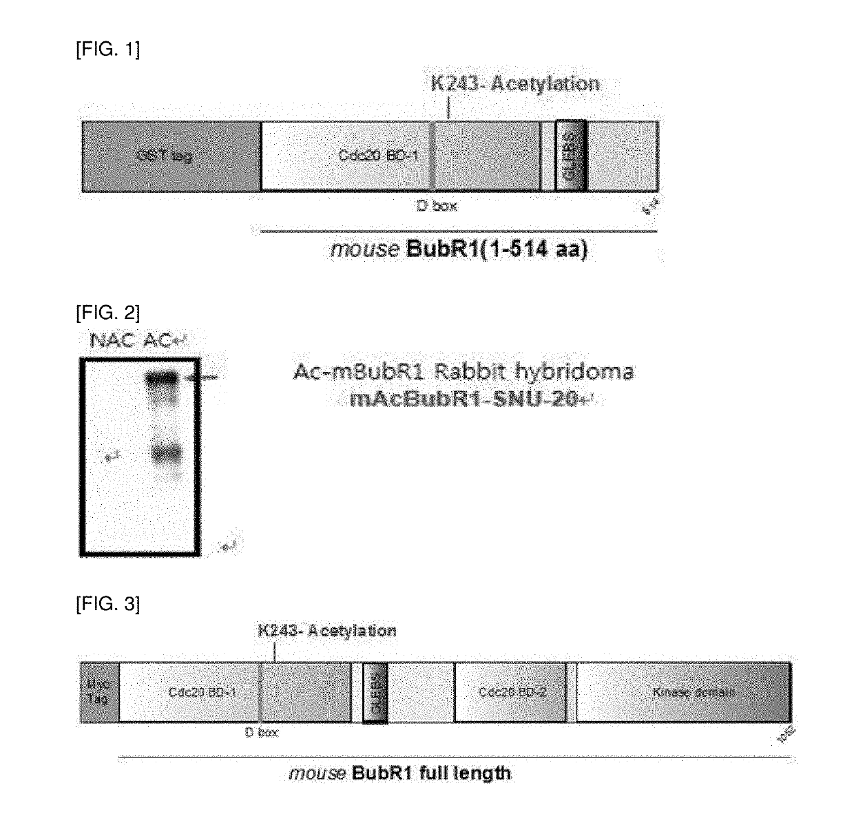 Novel specific monoclonal antibody to acetylated mouse bubr1 and preparation method therefor