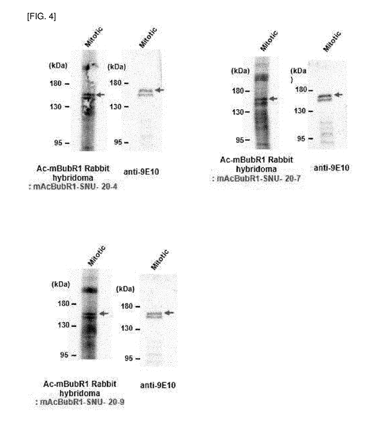 Novel specific monoclonal antibody to acetylated mouse bubr1 and preparation method therefor