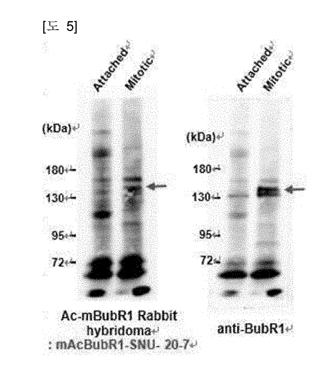 Novel specific monoclonal antibody to acetylated mouse bubr1 and preparation method therefor