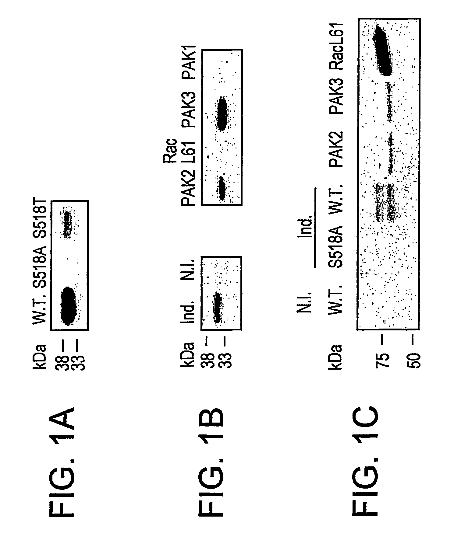 Methods of screening for compounds that decrease phosphorylation of merlin and may be useful in cancer treatment