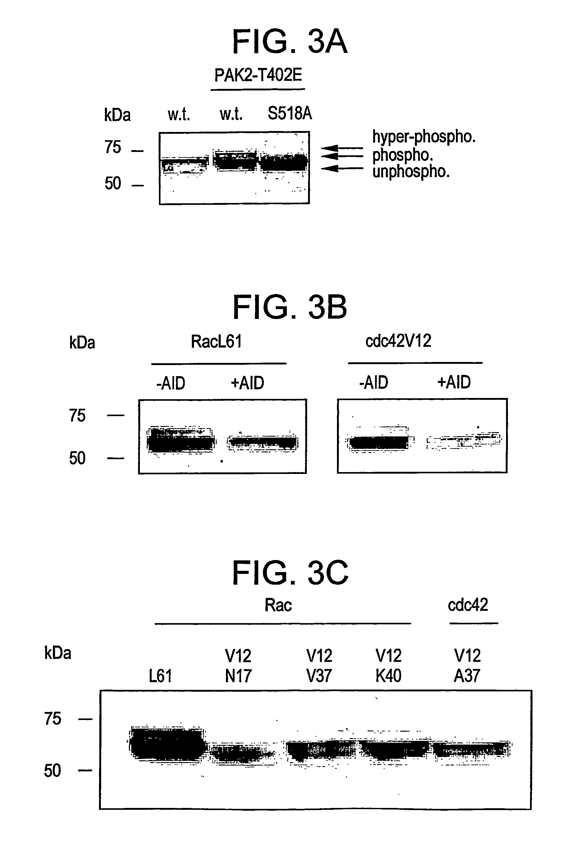 Methods of screening for compounds that decrease phosphorylation of merlin and may be useful in cancer treatment