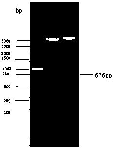 G enterovirus detection antibody double sandwich ELISA detection kit