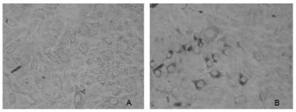 G enterovirus detection antibody double sandwich ELISA detection kit