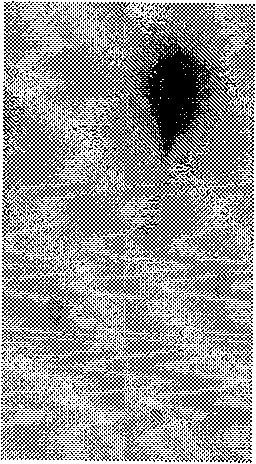 Sperm nucleoprotein lysate