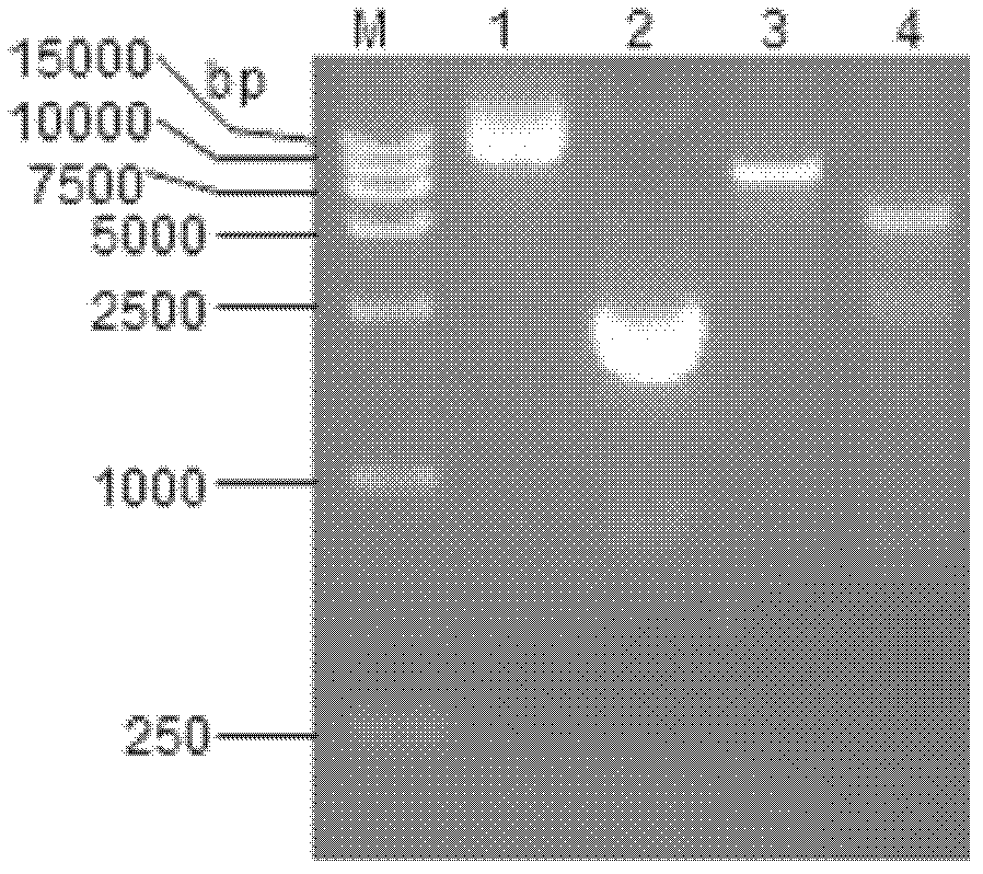 Application of EDTA (ethylene diamine tetraacetic acid) in improving exocytosis volume and expression volume of escherichia coli recombinant protein