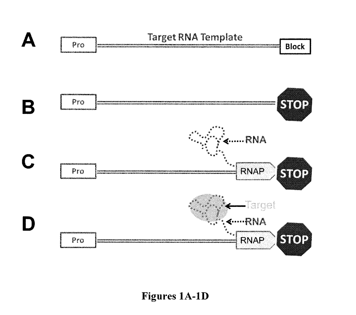 High-throughput RNA interaction assay