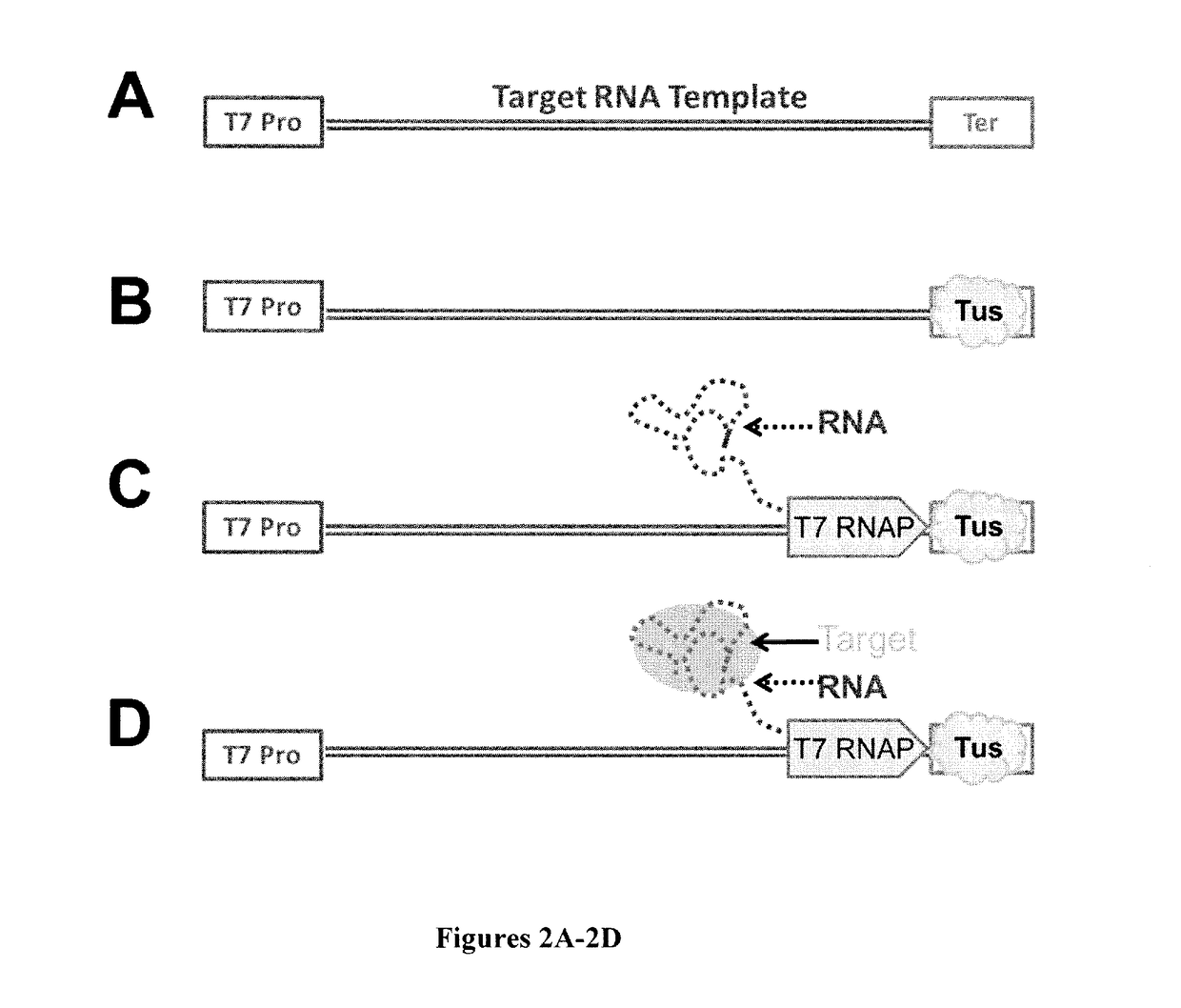 High-throughput RNA interaction assay