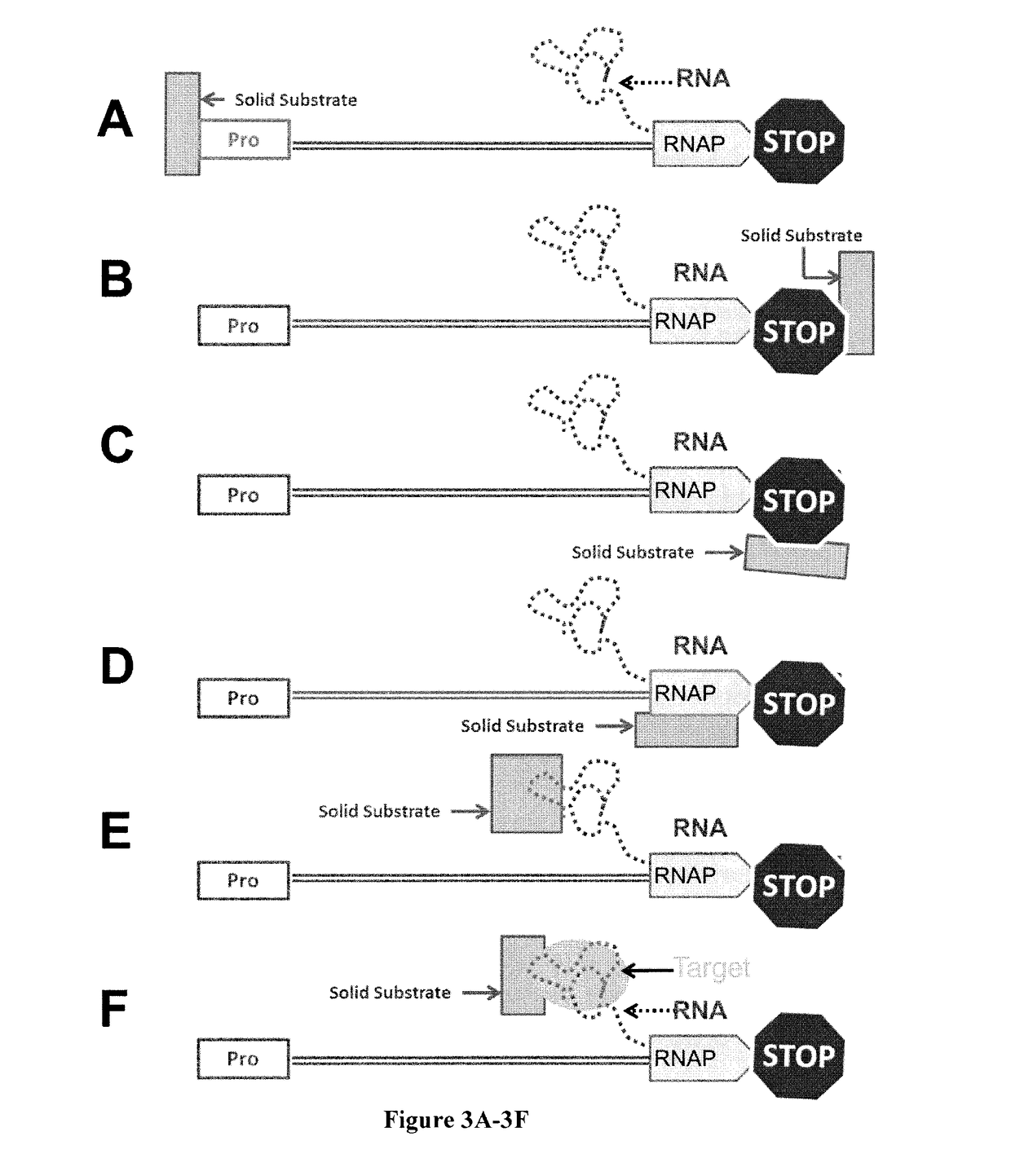 High-throughput RNA interaction assay